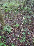 Gloeocantharellus pallidus image