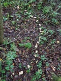 Gloeocantharellus pallidus image