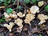 Gloeocantharellus pallidus image
