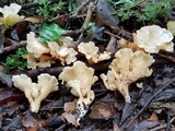 Gloeocantharellus pallidus image