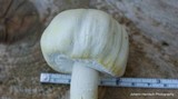 Agaricus silvicola image