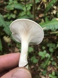 Clitopilus prunulus image