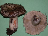 Russula dissimulans image