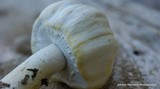 Agaricus silvicola image