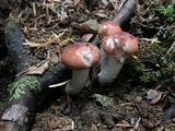 Gomphidius subroseus image