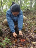 Laternea pusilla image