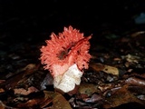 Laternea pusilla image