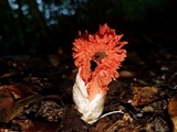 Laternea pusilla image