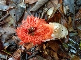Laternea pusilla image