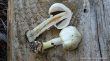 Agaricus silvicola image