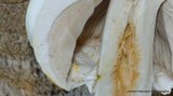 Agaricus silvicola image