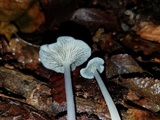 Entoloma serrulatum image