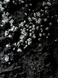 Polycephalomyces tomentosus image