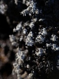 Polycephalomyces tomentosus image