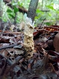 Helvellosebacina concrescens image