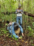 Helvellosebacina concrescens image