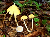 Inocephalus murrayi image