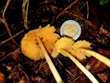 Inocephalus murrayi image