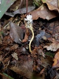 Cordyceps tenuipes image
