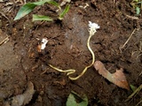 Cordyceps tenuipes image