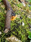 Guepinia helvelloides image