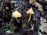Inocephalus murrayi image