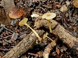 Gerronema subclavatum image