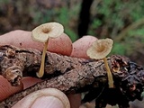 Gerronema subclavatum image
