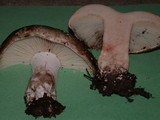 Russula dissimulans image