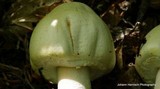 Agaricus silvicola image