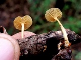 Gerronema subclavatum image