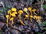 Cantharellus minor image