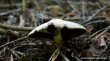 Agaricus silvicola image