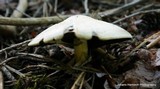 Agaricus silvicola image
