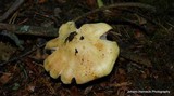 Agaricus silvicola image