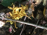 Clavulinopsis fusiformis image