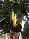 Clavulinopsis fusiformis image