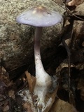 Cortinarius iodes image