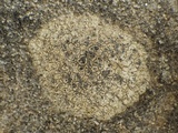 Diplotomma hedinii image