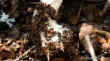 Agaricus silvicola image