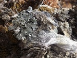 Buellia erubescens image