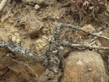 Buellia erubescens image