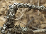 Buellia erubescens image