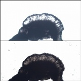 Buellia erubescens image