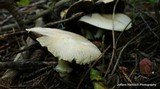 Agaricus silvicola image