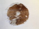 Pholiota squarrosa image