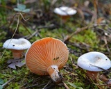 Lactarius salmoneus image