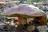 Boletus subcaerulescens image
