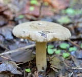 Lactarius gerardii var. gerardii image