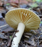 Lactarius gerardii var. gerardii image